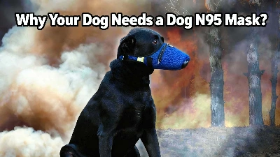 Why Your Dog Needs a Dog N95 Mask?